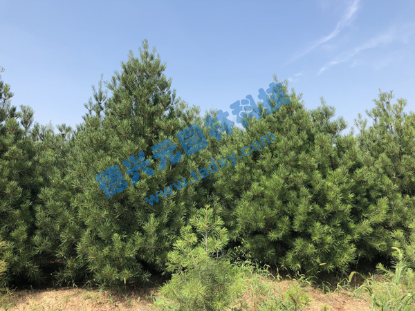 �c���鿴Ԕ����Ϣ���}����Ƥ�� ��x�Δ���2411