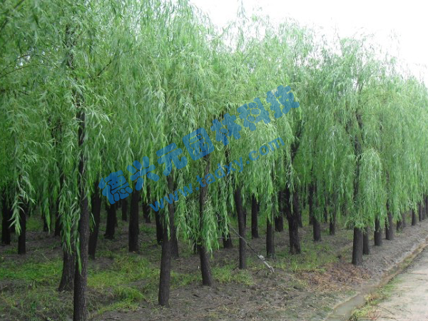 �c���鿴Ԕ����Ϣ���}������ ��x�Δ���2536