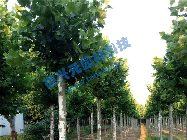�c���鿴Ԕ����Ϣ���}����ͩ ��x�Δ���2551
