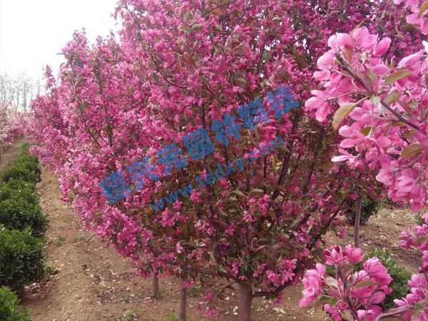 �c���鿴Ԕ����Ϣ���}���k������ ��x�Δ���2369