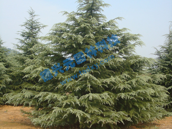 �c���鿴Ԕ����Ϣ���}��ѩ�� ��x�Δ���2073
