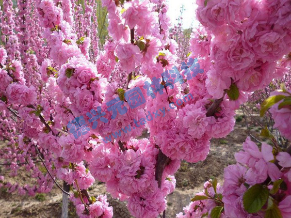 �c���鿴Ԕ����Ϣ���}���ѻ� ��x�Δ���2120